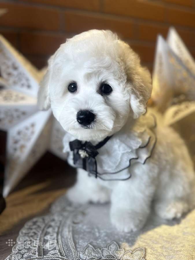 Kilmingi garbanotieji bišonai/ bichon frise - nuotraukos Nr. 8