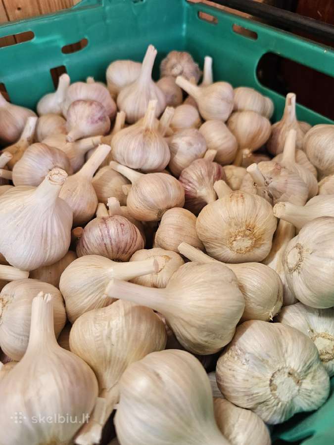 Parduodami ekologiški dideli česnakai - nuotraukos Nr. 2
