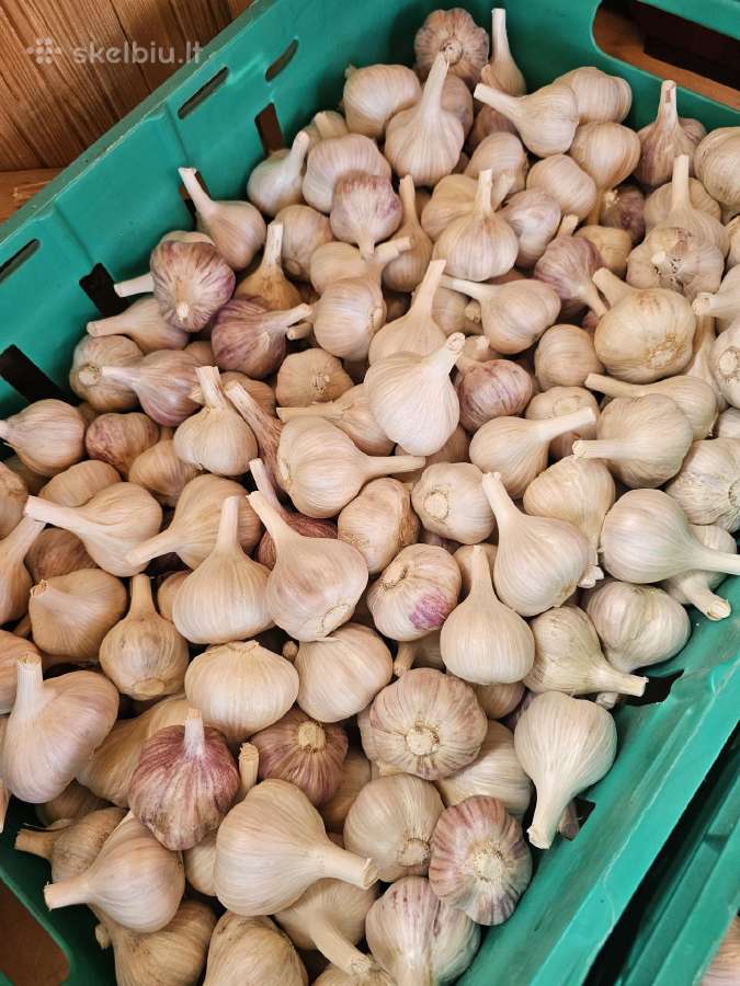 Parduodami ekologiški dideli česnakai - nuotraukos Nr. 8