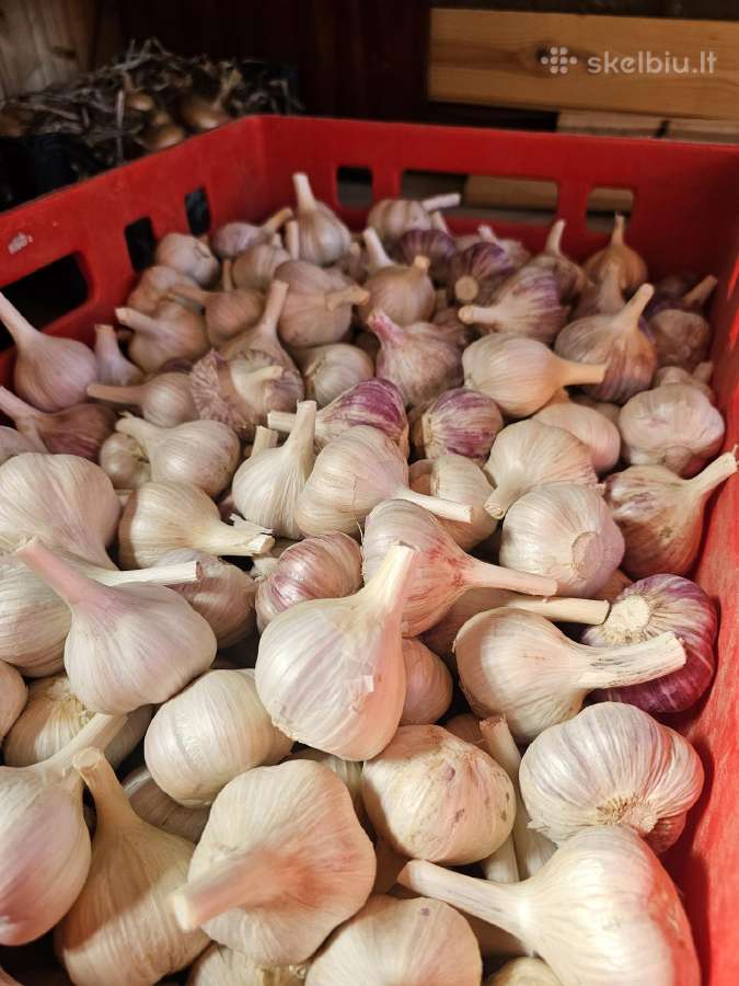 Parduodami ekologiški dideli česnakai - nuotraukos Nr. 11
