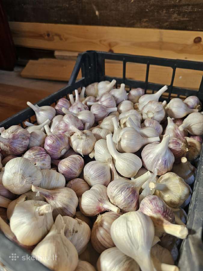 Parduodami ekologiški dideli česnakai - nuotraukos Nr. 12