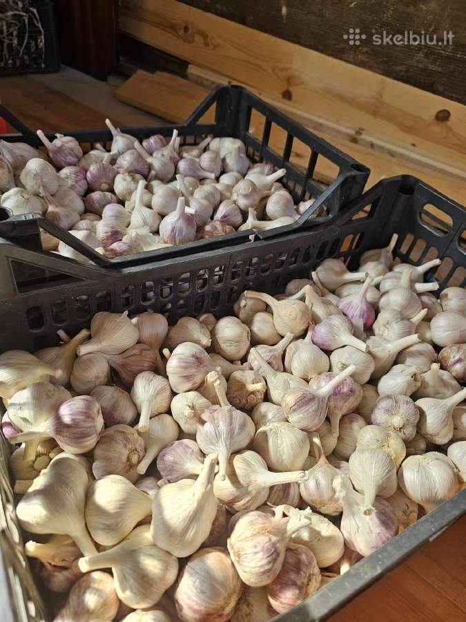 Parduodami ekologiški dideli česnakai - nuotraukos Nr. 13