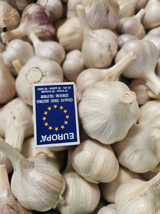 Parduodami ekologiški dideli česnakai - nuotraukos Nr. 9
