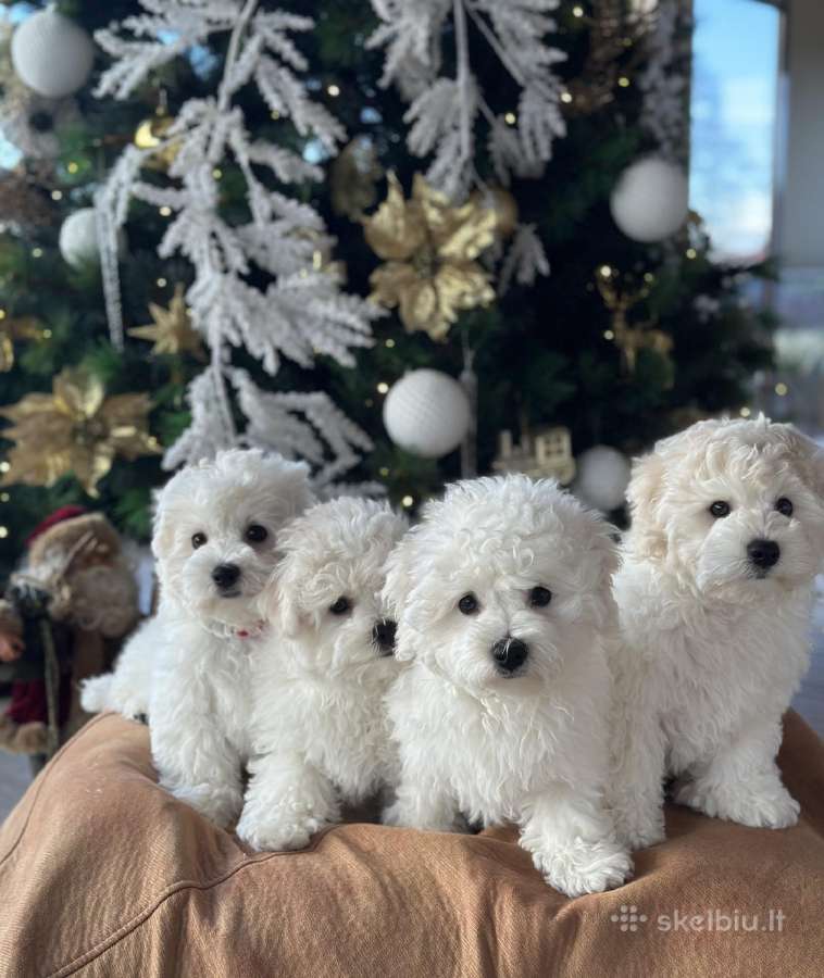 Kilmingi garbanotieji bišonai/ bichon frise - nuotraukos Nr. 9