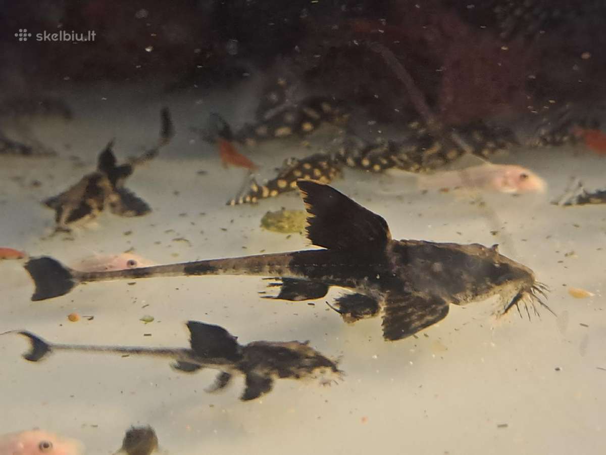Corydoras, Loricaria. - nuotraukos Nr. 2