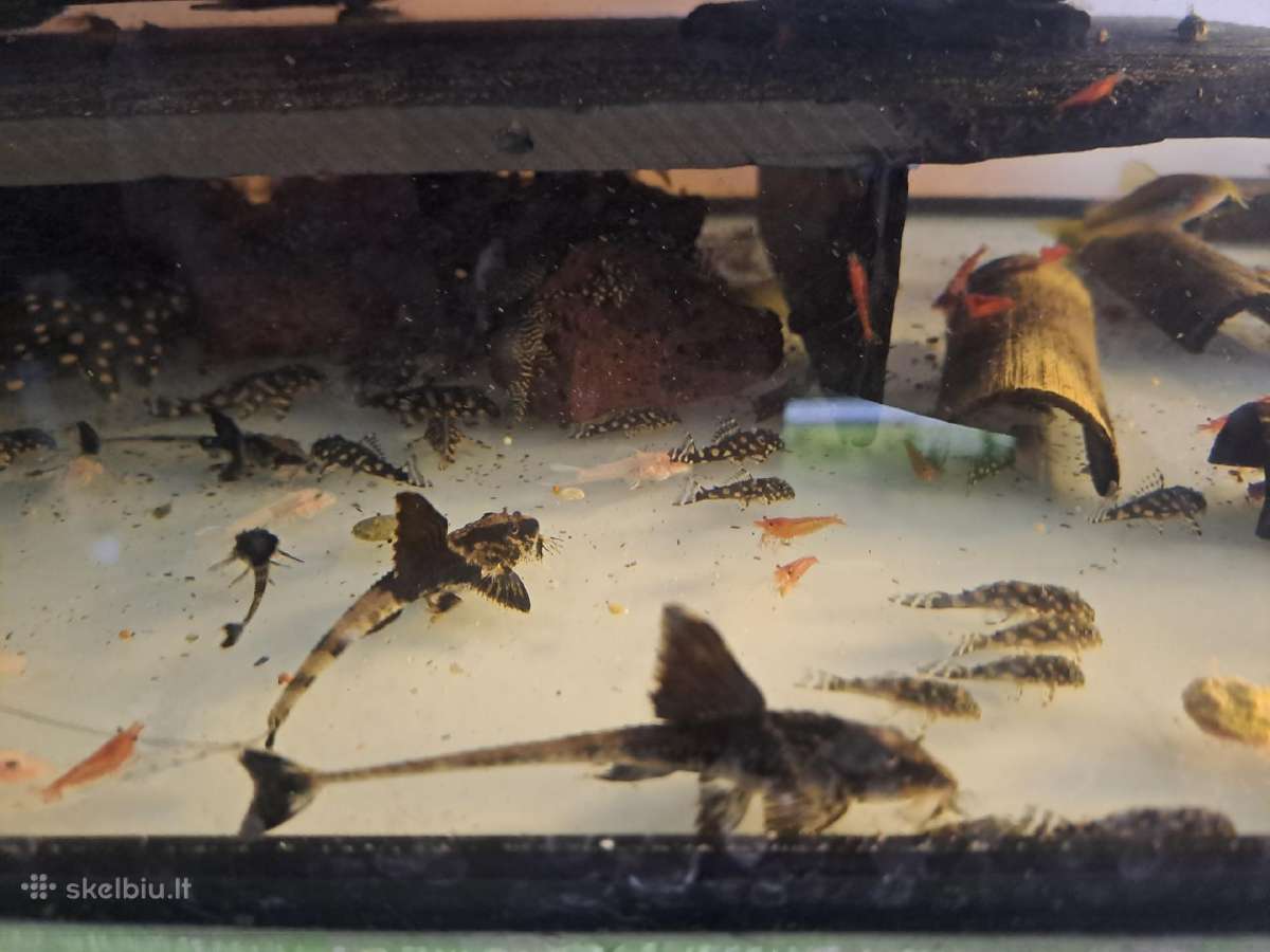 Corydoras, Loricaria. - nuotraukos Nr. 3
