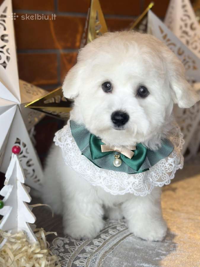Kilmingi garbanotieji bišonai/ bichon frise - nuotraukos Nr. 10