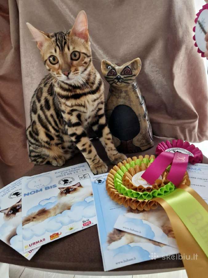 Kilmingi bengalijos katinėliai - nuotraukos Nr. 13