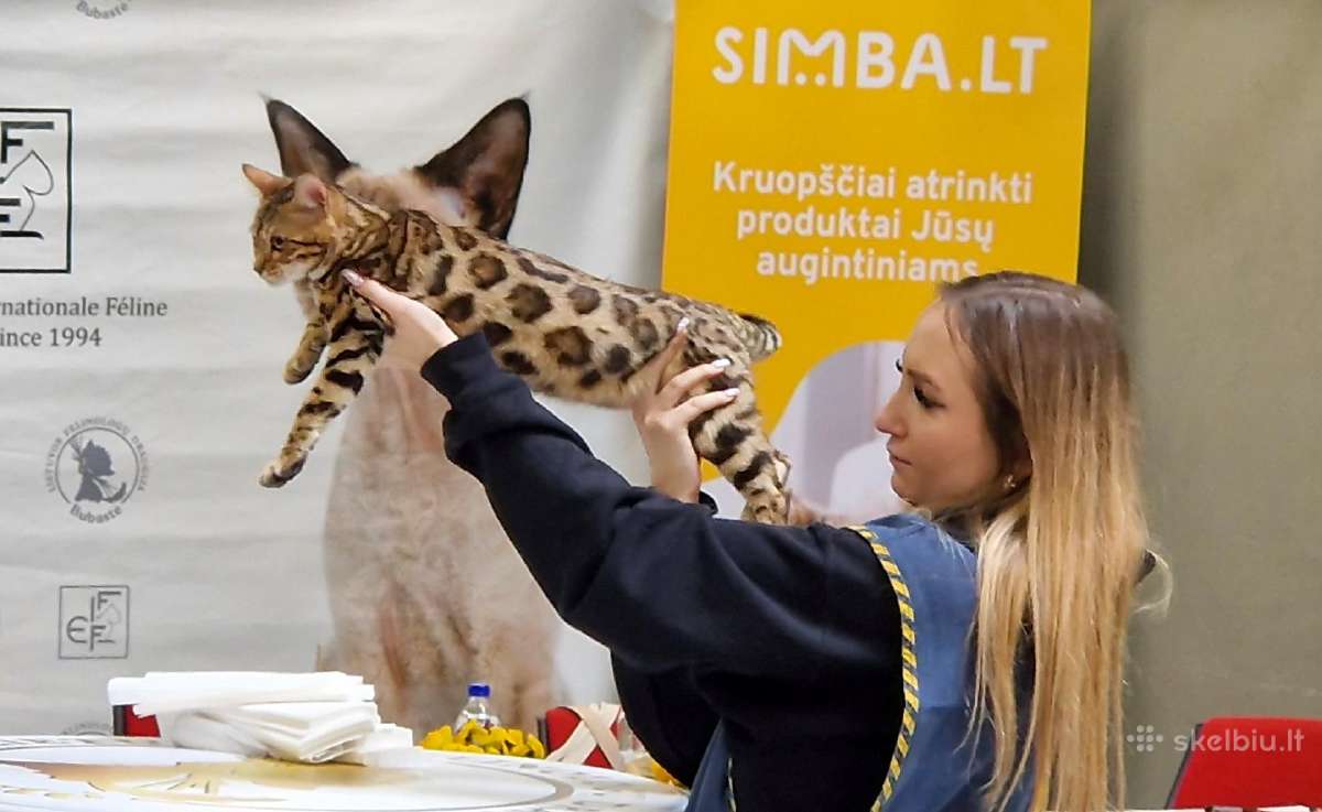 Kilmingi katinėliai - nuotraukos Nr. 12