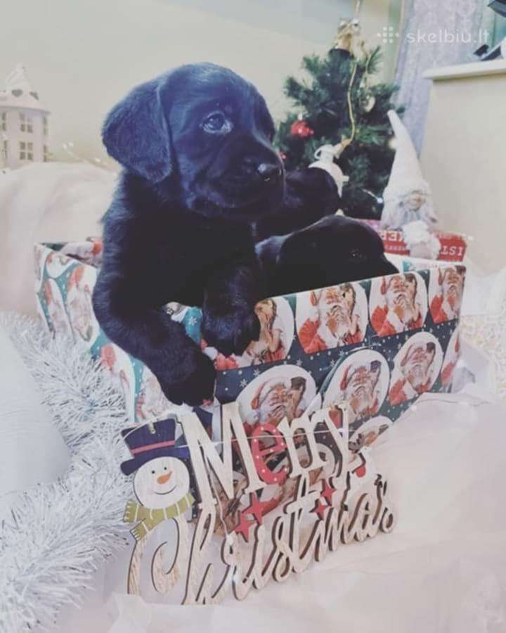 Juodi kilmingi labradoro Retriveriai Angelų Rojus