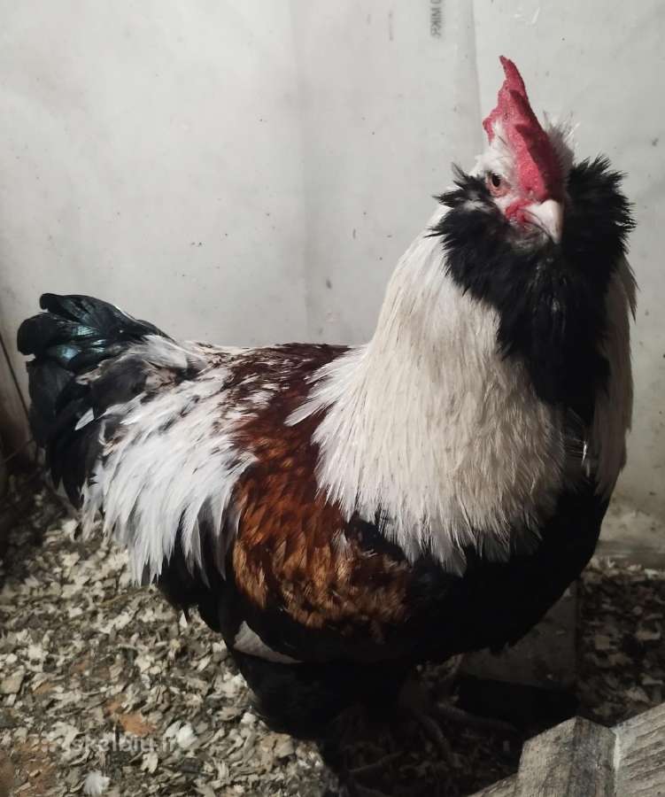 Viščiukai. Parduodu kiaušinius, viščiukus - nuotraukos Nr. 29