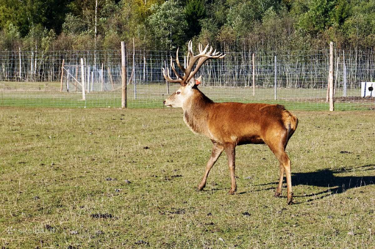 Elnienos Rūk.dešra,eln.skerdiena,konservai.,veisim - nuotraukos Nr. 7