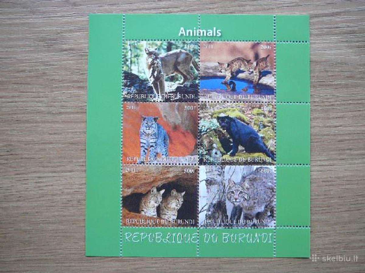 Panteros Lusis Kates laukines Burundis 2011 d2121