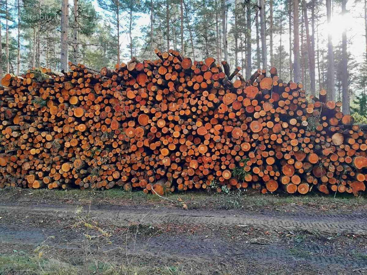 Malkos pigiau! Beržas,uosis,ąžuolas,alksnis. - nuotraukos Nr. 4