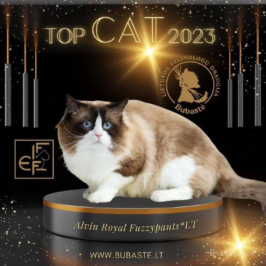 Supreme Champion Alvin Royal Fuzzypants*lt