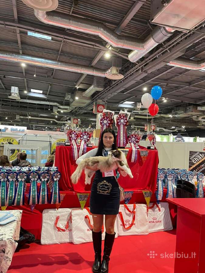 Supreme Champion Alvin Royal Fuzzypants*lt - nuotraukos Nr. 3