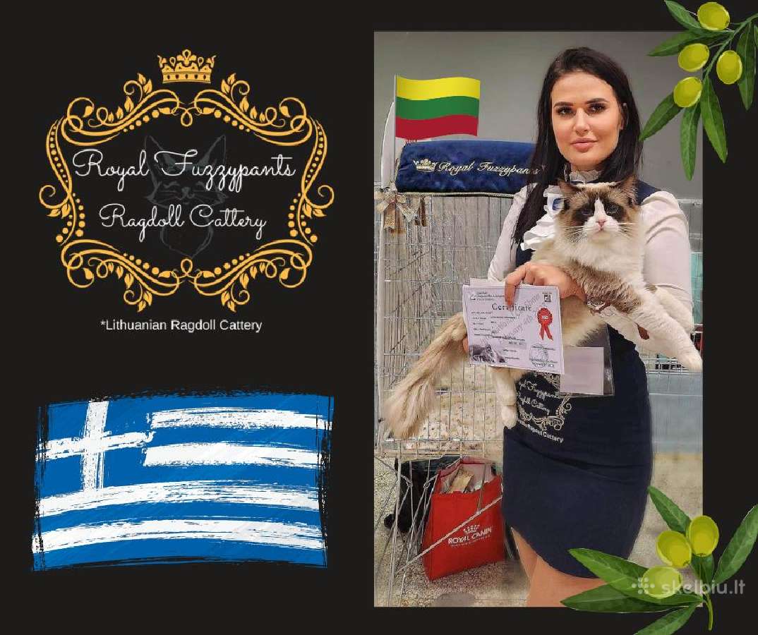 Supreme Champion Alvin Royal Fuzzypants*lt - nuotraukos Nr. 4