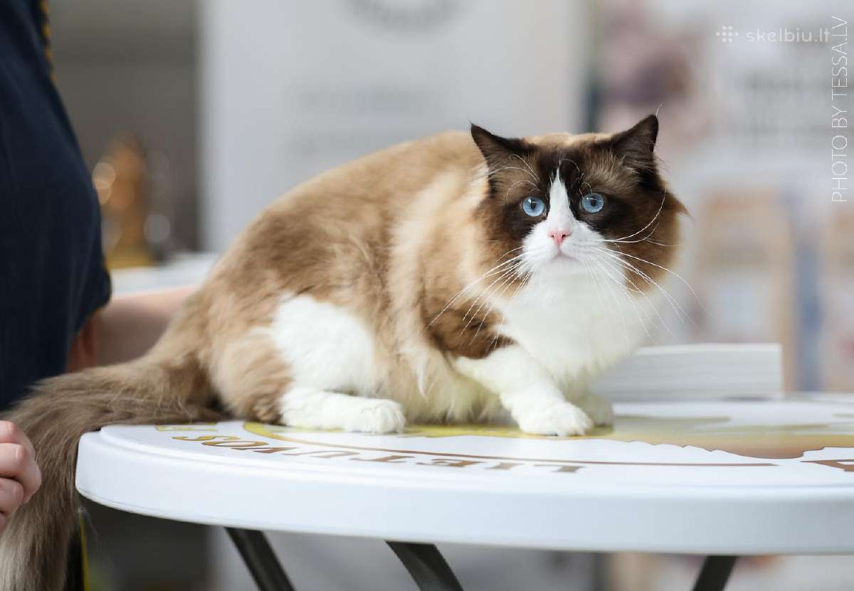 Supreme Champion Alvin Royal Fuzzypants*lt - nuotraukos Nr. 5
