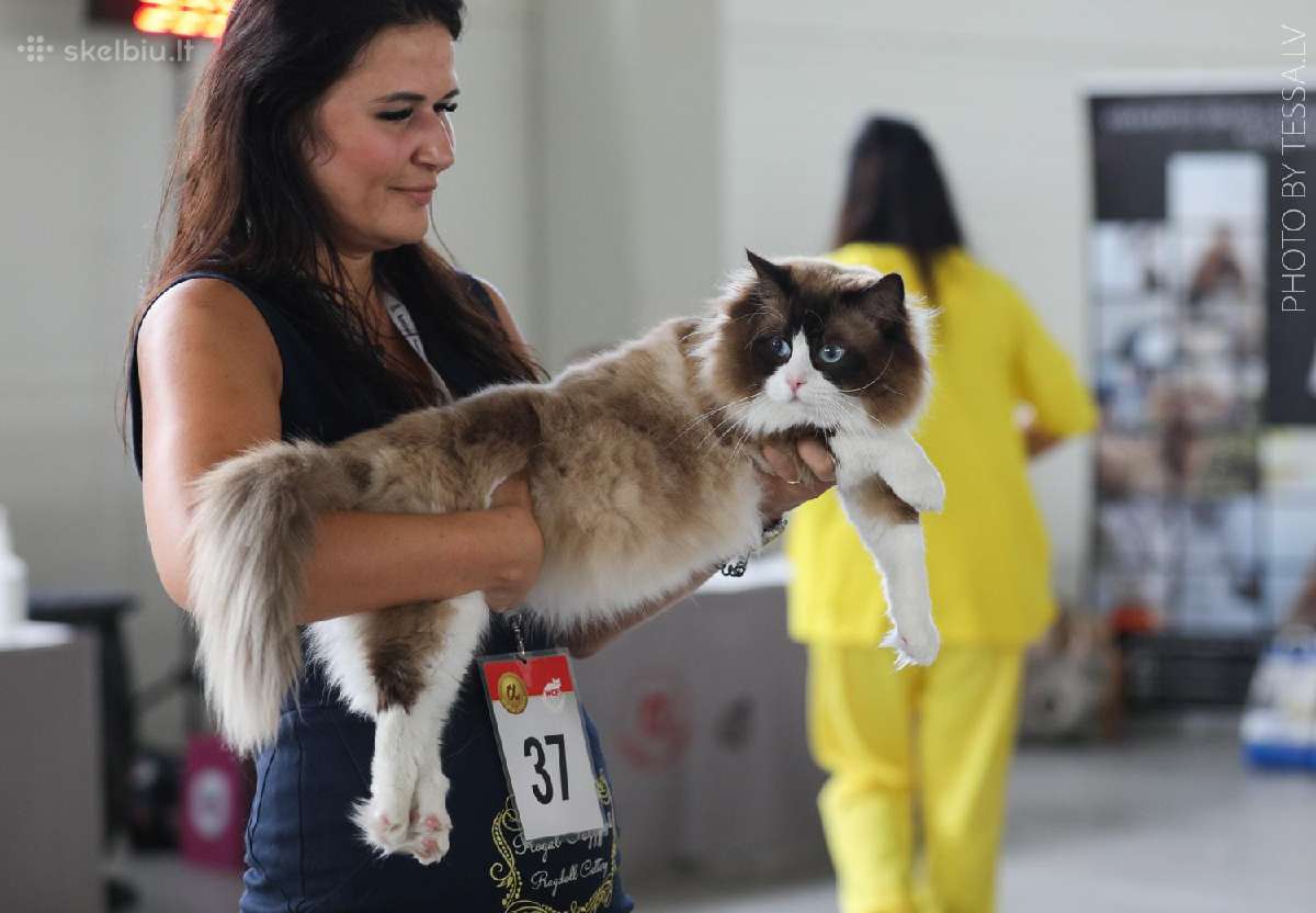 Supreme Champion Alvin Royal Fuzzypants*lt - nuotraukos Nr. 6