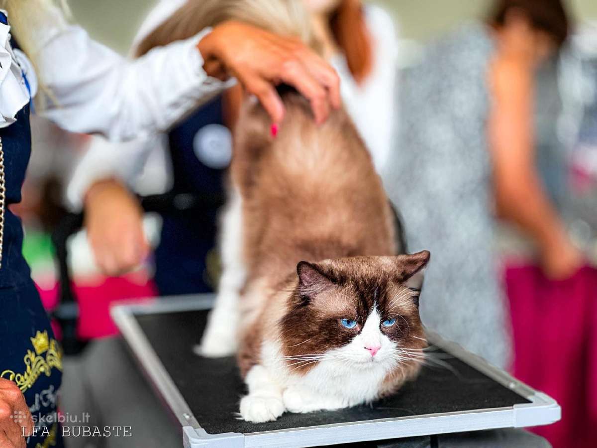 Supreme Champion Alvin Royal Fuzzypants*lt - nuotraukos Nr. 7
