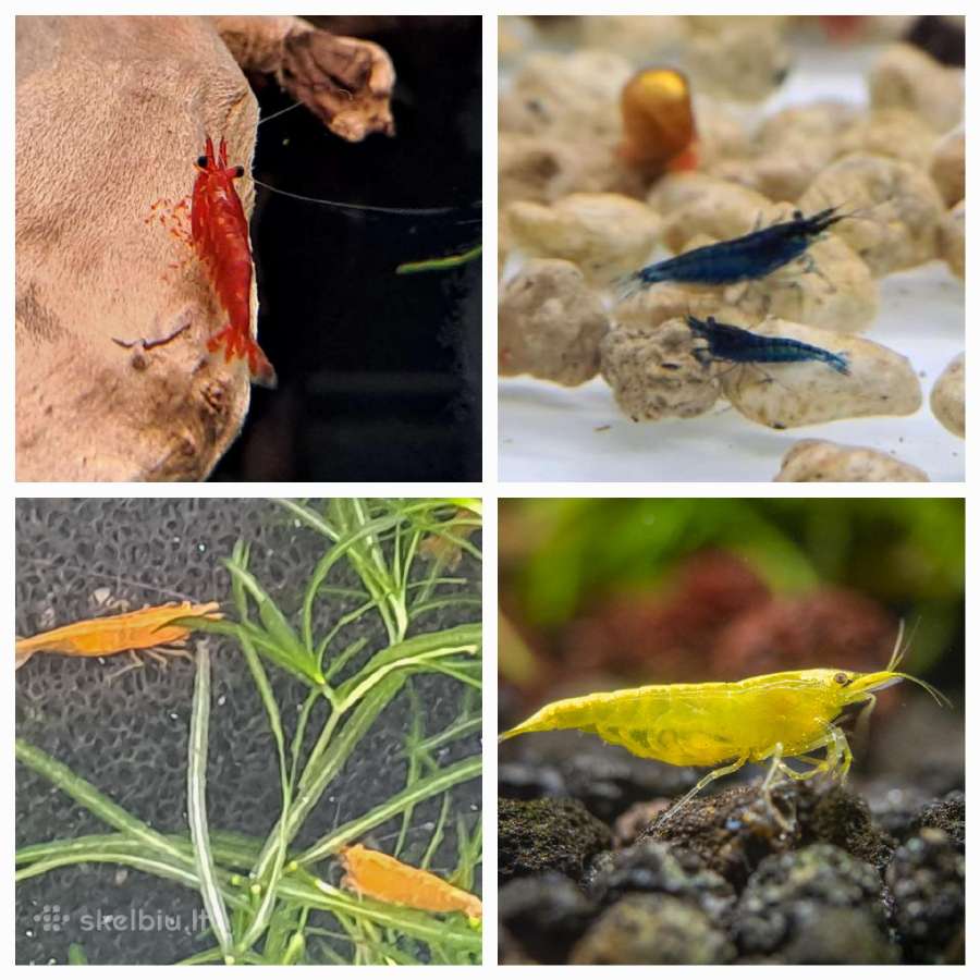 Krevetės: red cherry, blue dream, yellow, orange.