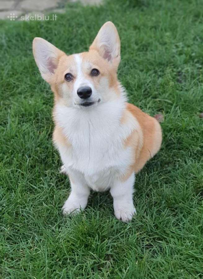 Top Welsh corgi pembroke fluffy & standard - nuotraukos Nr. 7