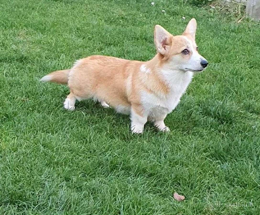 Top Welsh corgi pembroke fluffy & standard - nuotraukos Nr. 8