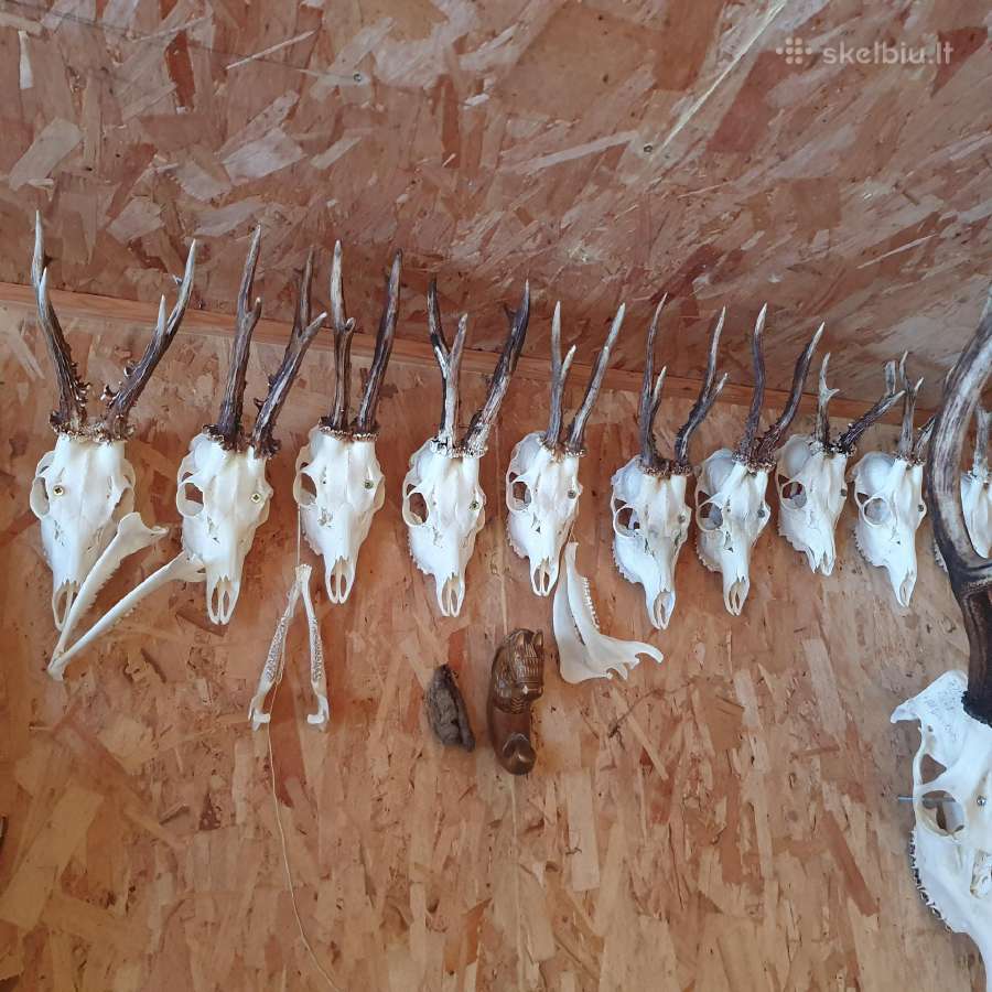 Stirnino ragai + briedžio ragas. - nuotraukos Nr. 11