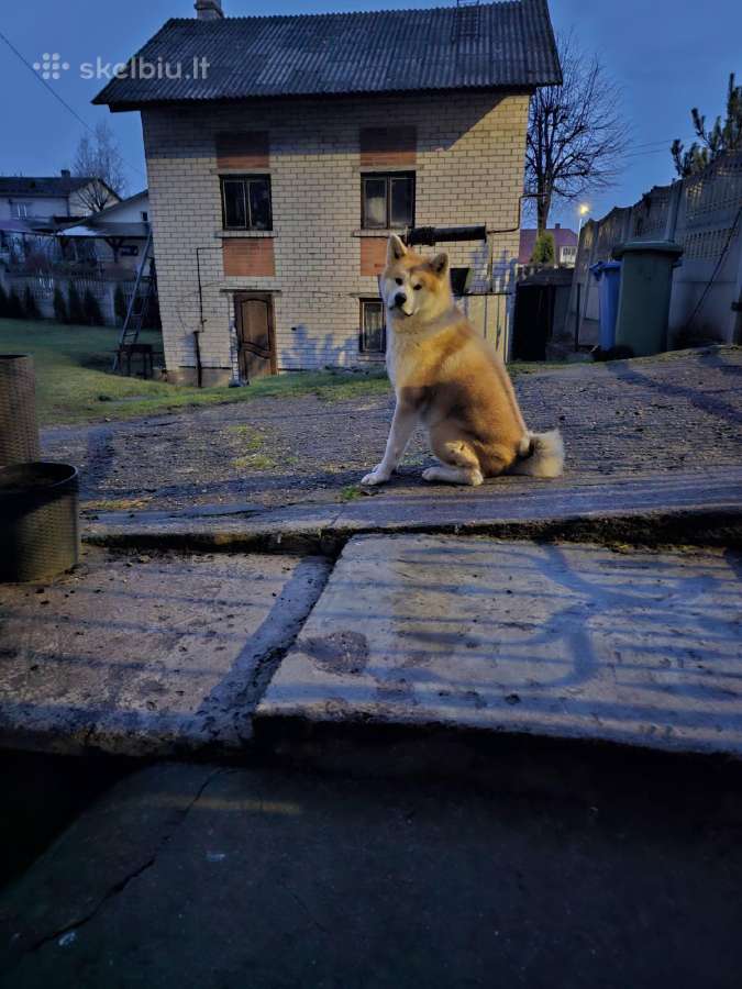 Japonų akita inu patinas kerkimui