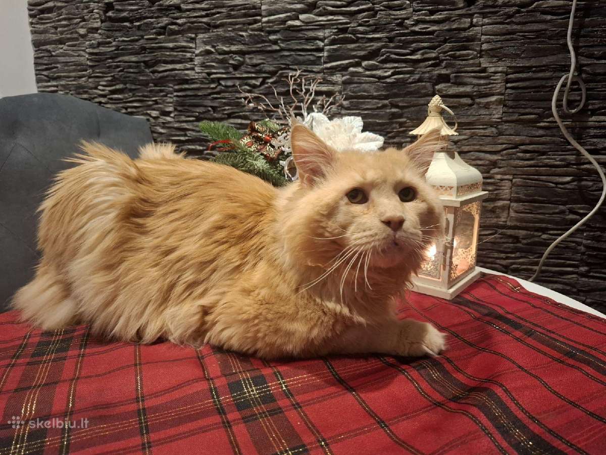 Meino meškėnų katinas kergimui - nuotraukos Nr. 3