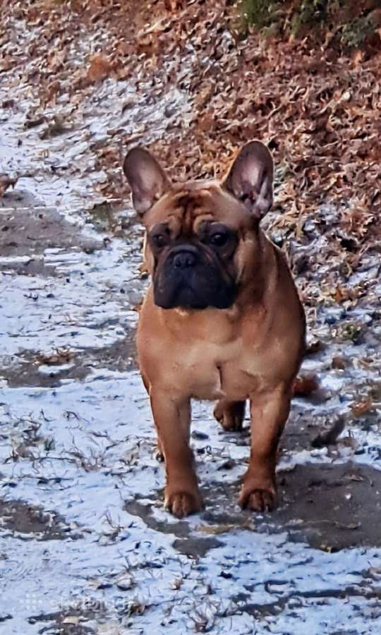 Kilmingas prancūzų buldogas ieško kalyčių