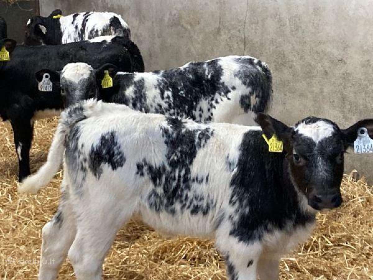 Veršelių, galvijų, prieauglių, gyvulių supirkimas - nuotraukos Nr. 2