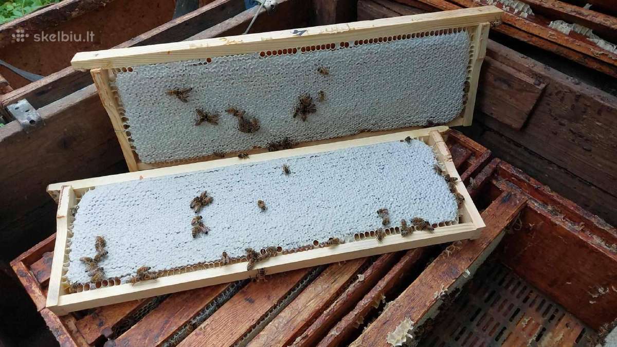Medus ir kiti bičių produktai - nuotraukos Nr. 5
