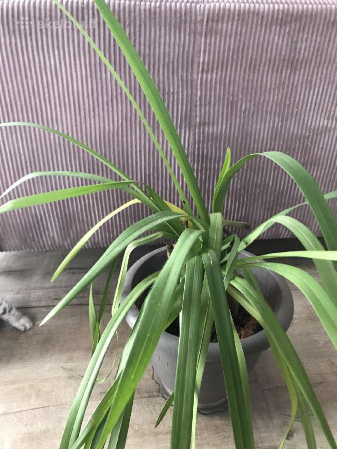 Orchidėja