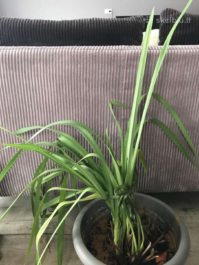 Orchidėja - nuotraukos Nr. 2