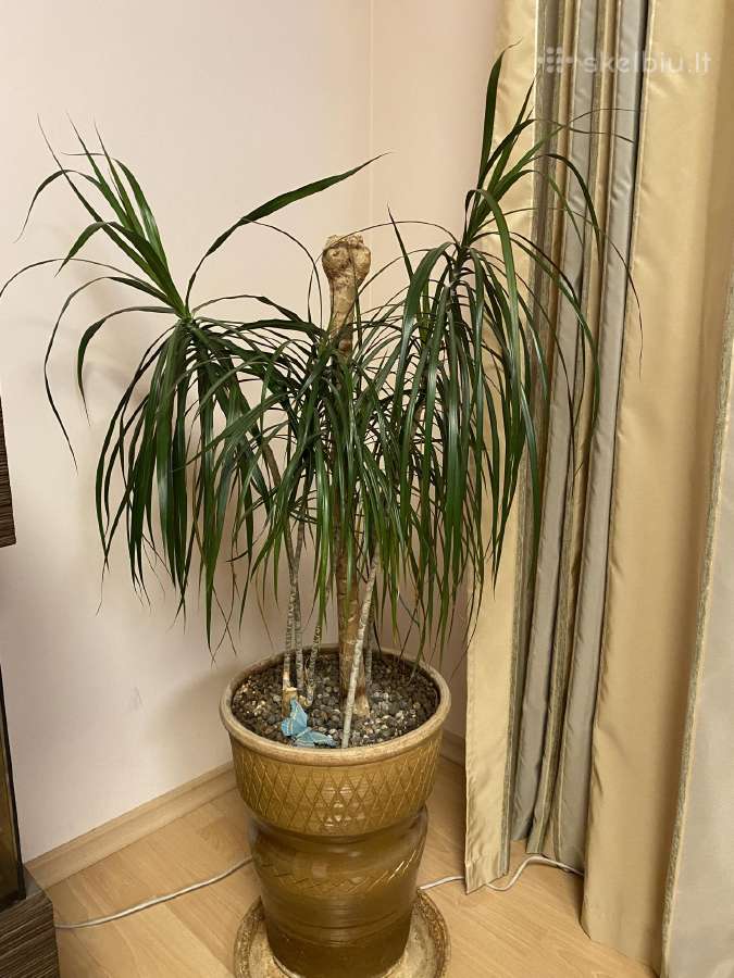 Parduodama dracena - nuotraukos Nr. 2