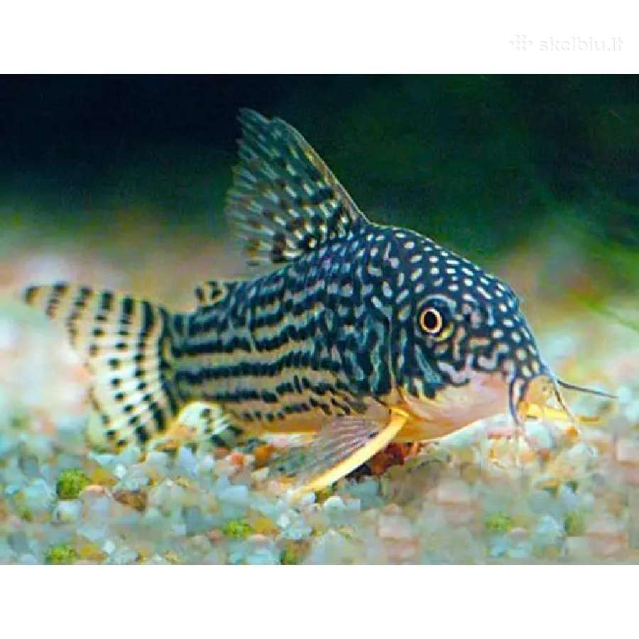 Corydoras, Loricaria.