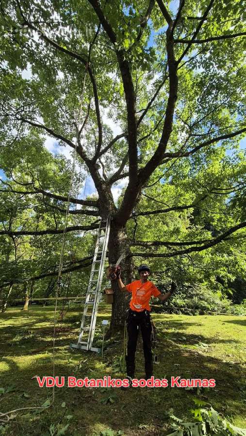 Arboristas. Medžių pjovimas, kelmų naikinimas - nuotraukos Nr. 5