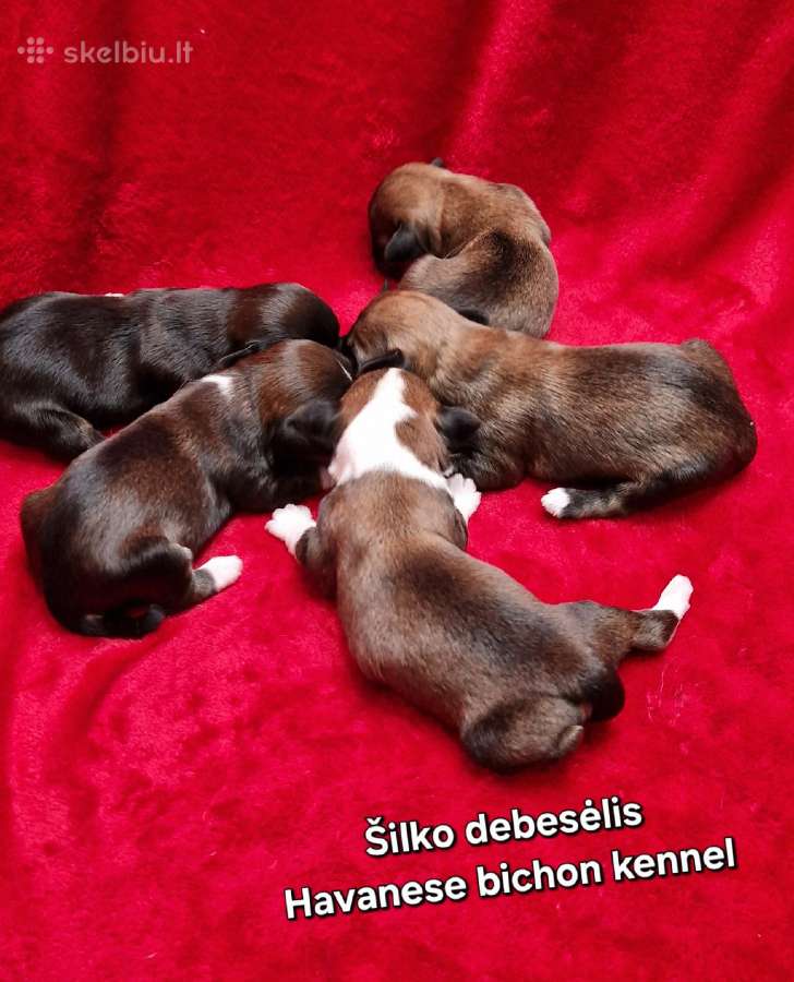 Havanos bišonas su kilmės dokumentais - nuotraukos Nr. 4