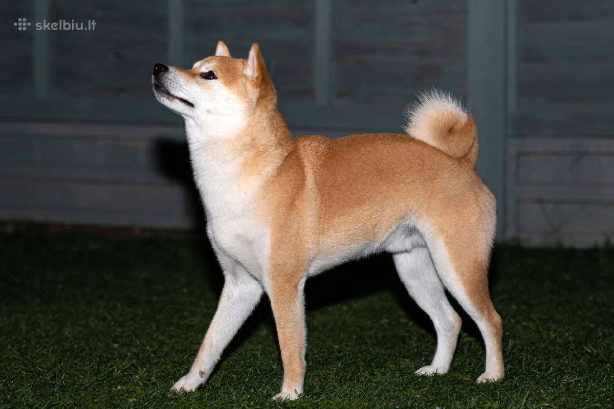 Shiba inu kavalierius