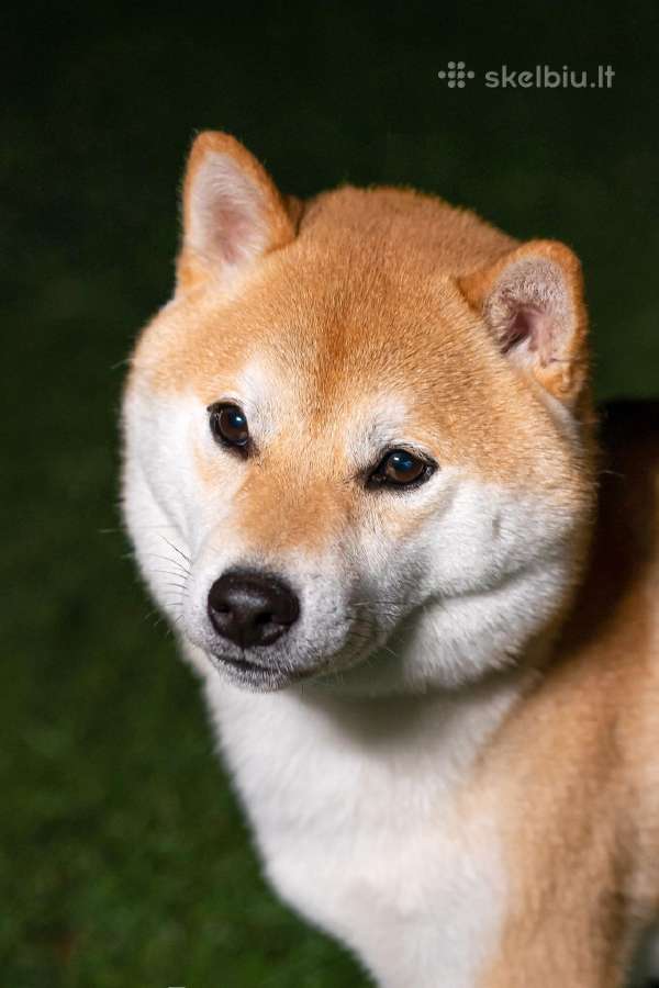 Shiba inu kavalierius - nuotraukos Nr. 2