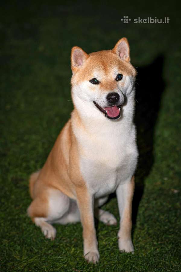 Shiba inu kavalierius - nuotraukos Nr. 3