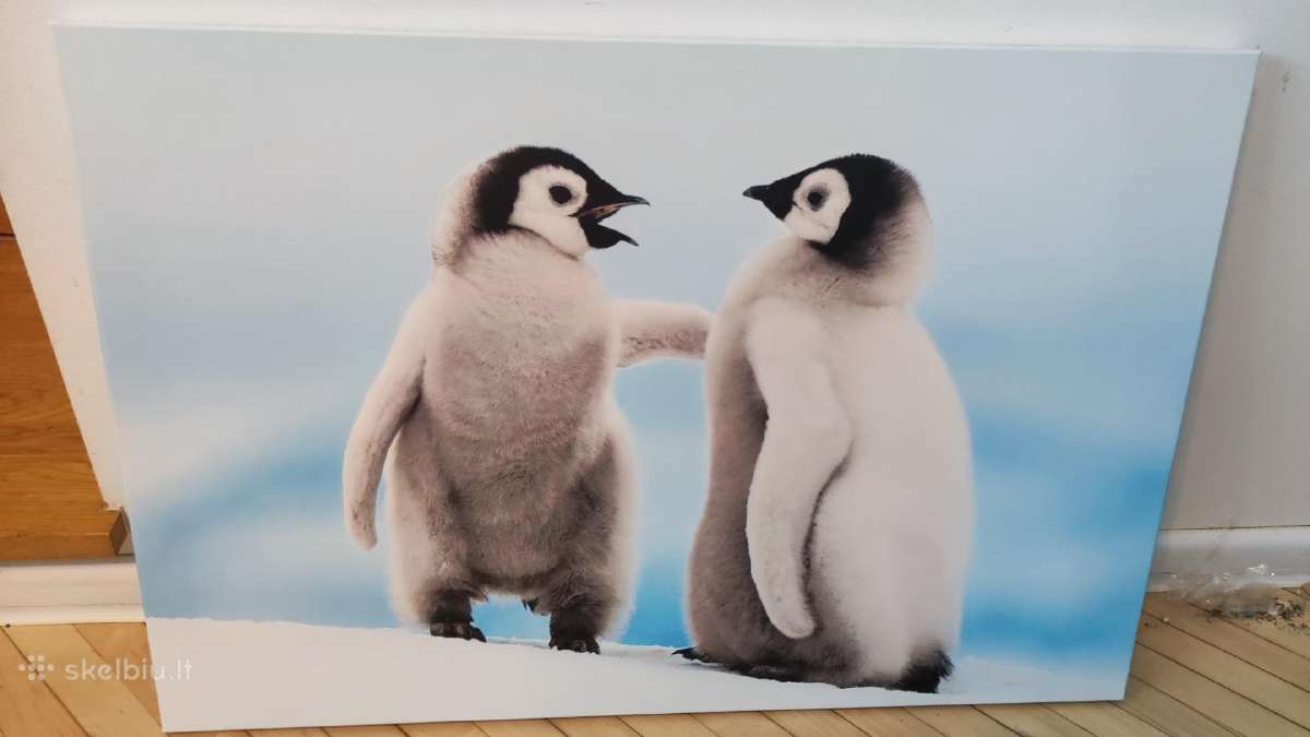 Foto paveikslas su pingvinais