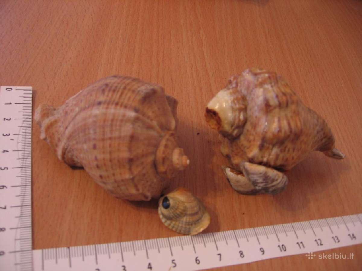 Kriauklės - nuotraukos Nr. 3