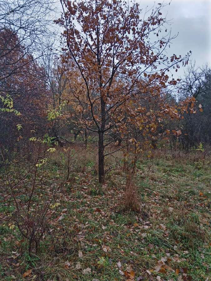 Dovanoju. Eglių ir Ąžuolų sodinukus Ir Medelius - nuotraukos Nr. 2