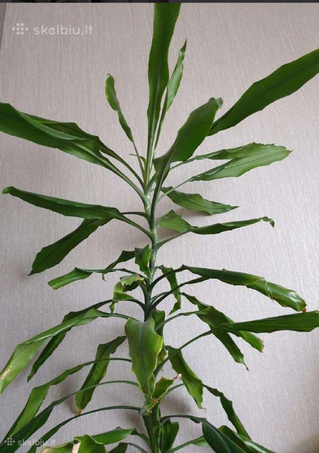 Kambarinės gėlės dracena