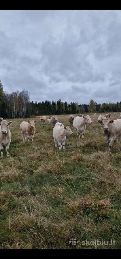 Galvijų supirkimas visoje Lietuvoje - nuotraukos Nr. 3