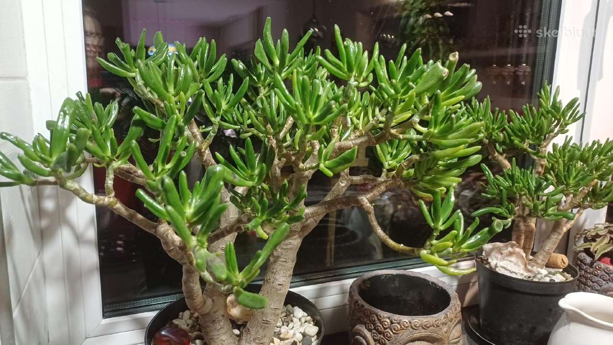 Sekulentas 'Šreko ausys' - nuotraukos Nr. 6