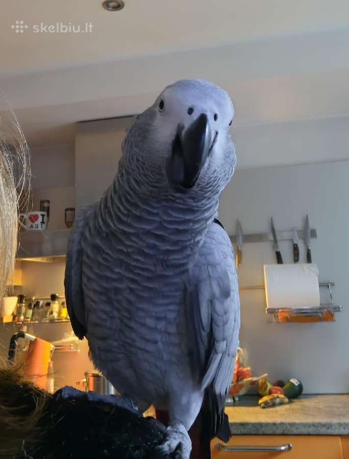 Išskrido žako papūga ( african grey)