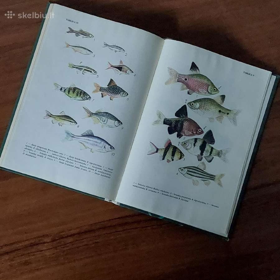 Ksiąžka - Ryby w akwarium / Akvariumo žuvys - nuotraukos Nr. 12